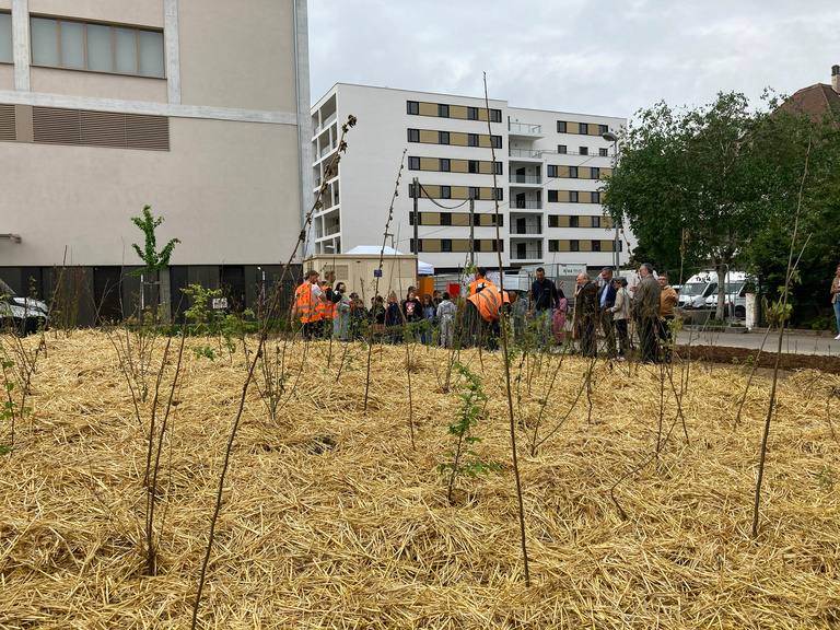 Carta - Reichen et Robert Associates - Inauguration de la forêt Miyawaki de 1000 arbres dans l’éco-quartier Fischer